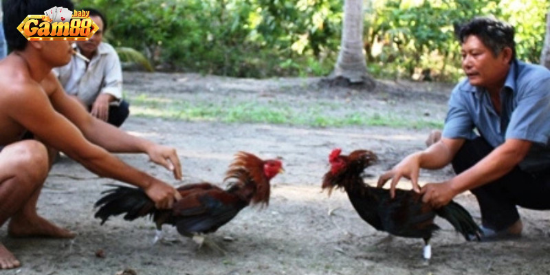 Trận đấu đá gà trực tiếp tại nhà cái GAM88